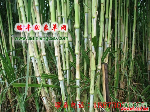 皇竹草種圖片/皇竹草種樣板圖 (2)