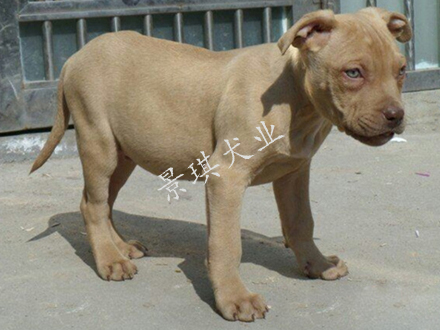 比特犬圖片/比特犬樣板圖 (3)