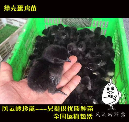 湖北綠殼蛋雞苗圖片