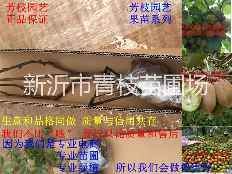 獼猴桃苗圖片/獼猴桃苗樣板圖 (3)