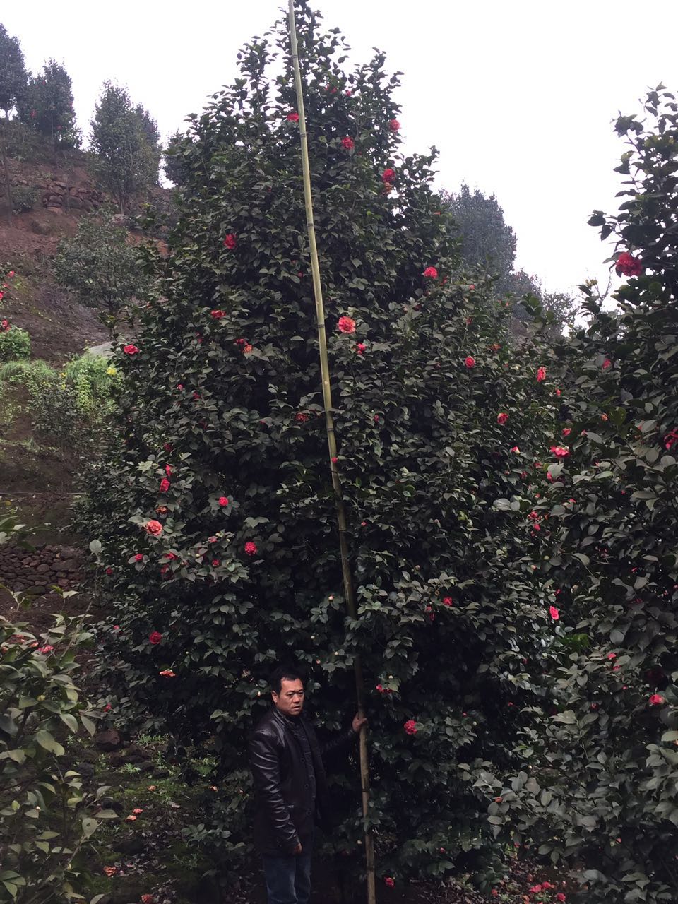 茶花圖片/茶花樣板圖 (2)