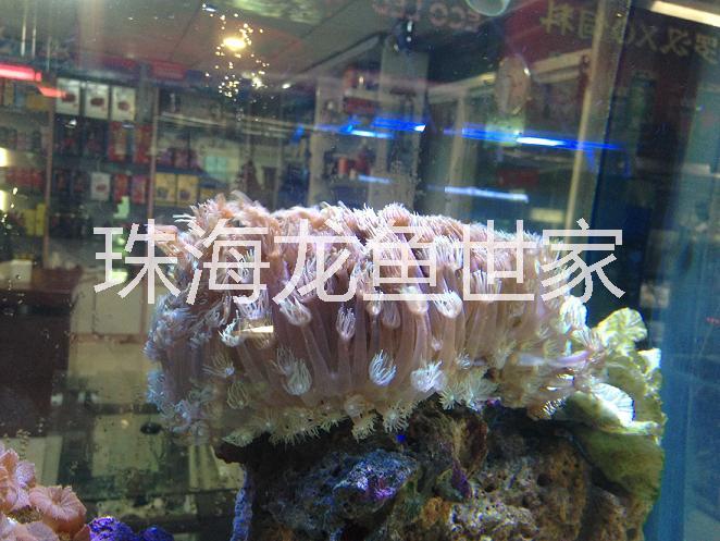 珠海大量魚缸定制圖片/珠海大量魚缸定制樣板圖 (3)