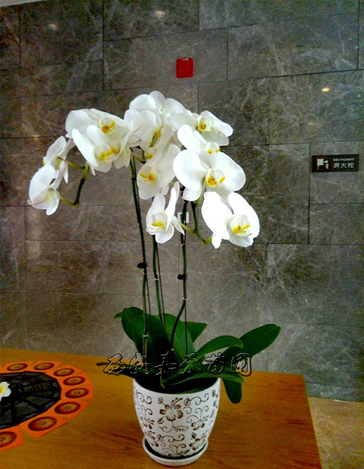 西安蝴蝶蘭租擺圖片