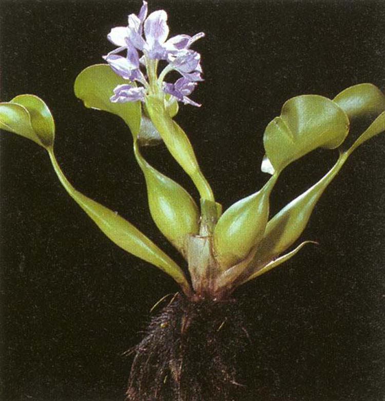 凤眼莲水生水培池塘鱼缸植物可盆栽凤眼莲水葫芦空气净化污水净化