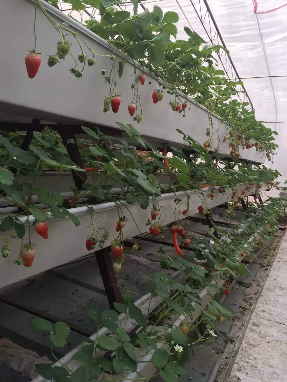 莱芜市无土栽培槽、立体种植槽、育苗槽厂家无土栽培槽、立体种植槽、育苗槽