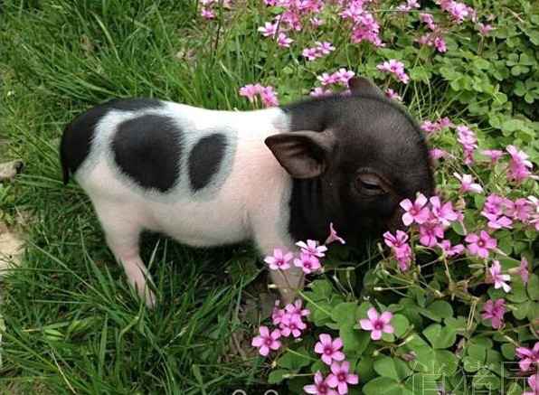 常年提供寵物豬.常年提供巴馬*種豬.巴馬*種豬價格 純種* 純種*幼崽