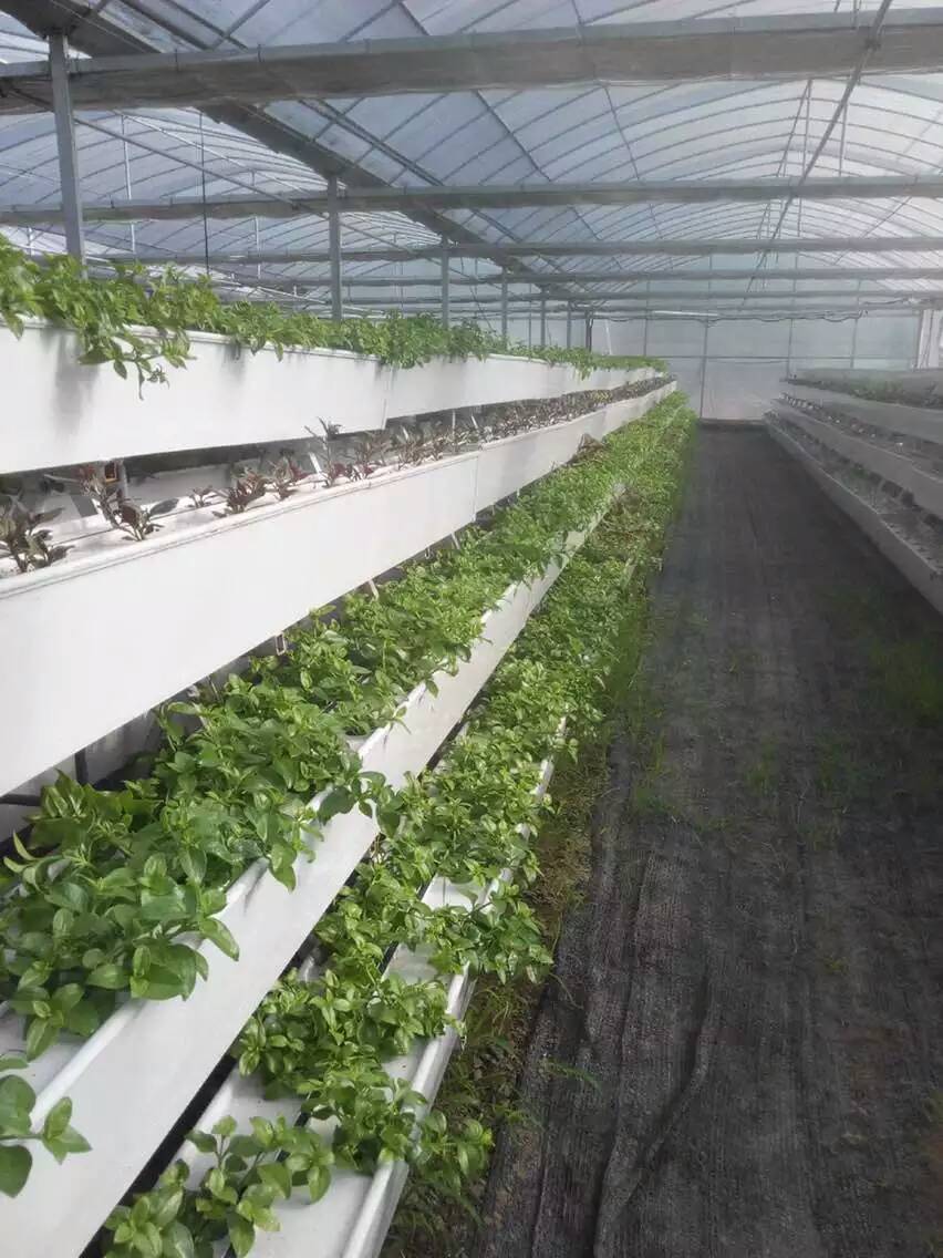 廠家直銷草莓立體種植槽 溫室大棚圖片