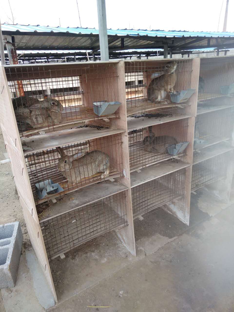 兔子圖片/兔子樣板圖 (1)