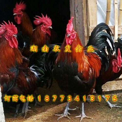 青細(xì)腳土雞苗批發(fā)優(yōu)質(zhì)血毛土雞苗圖片