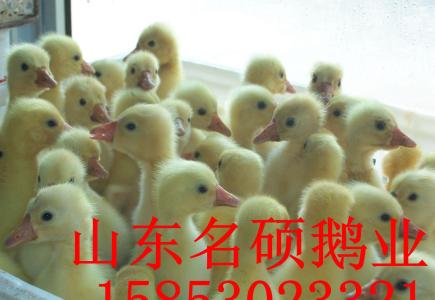 鵝苗孵化圖片/鵝苗孵化樣板圖 (2)