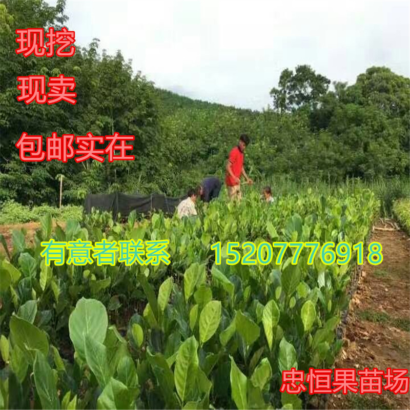 云南马来西亚一号菠萝蜜树苗价格 云南马来西亚一号菠萝蜜树苗批发价图片