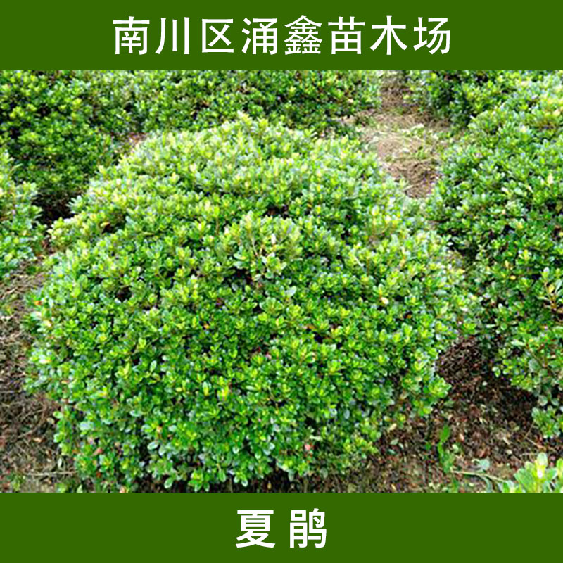 夏鵑圖片/夏鵑樣板圖 (3)