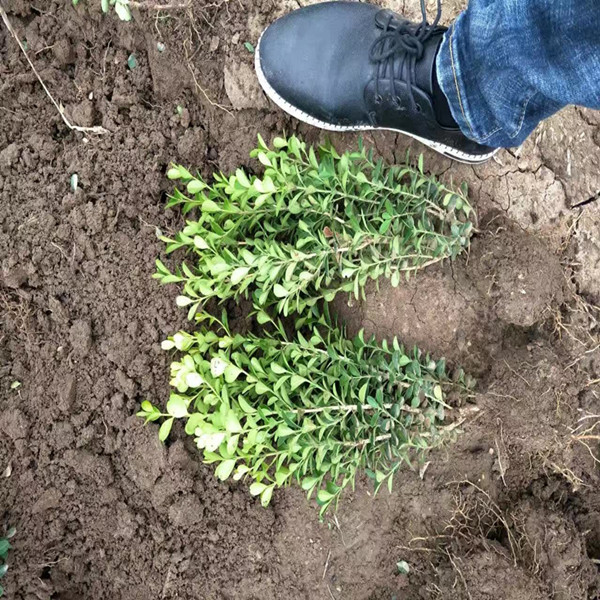 瓜子黃楊苗圖片