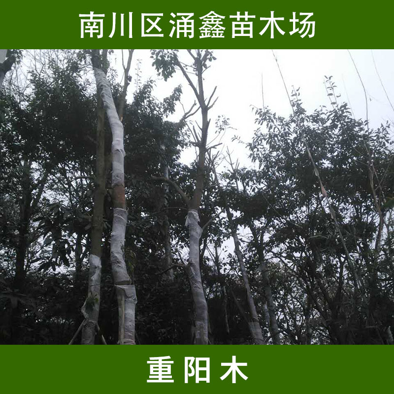 重庆涌鑫苗木场重阳木苗 落叶乔木行道树/庭园观赏树重阳木批发图片