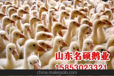 鵝苗孵化圖片/鵝苗孵化樣板圖 (3)