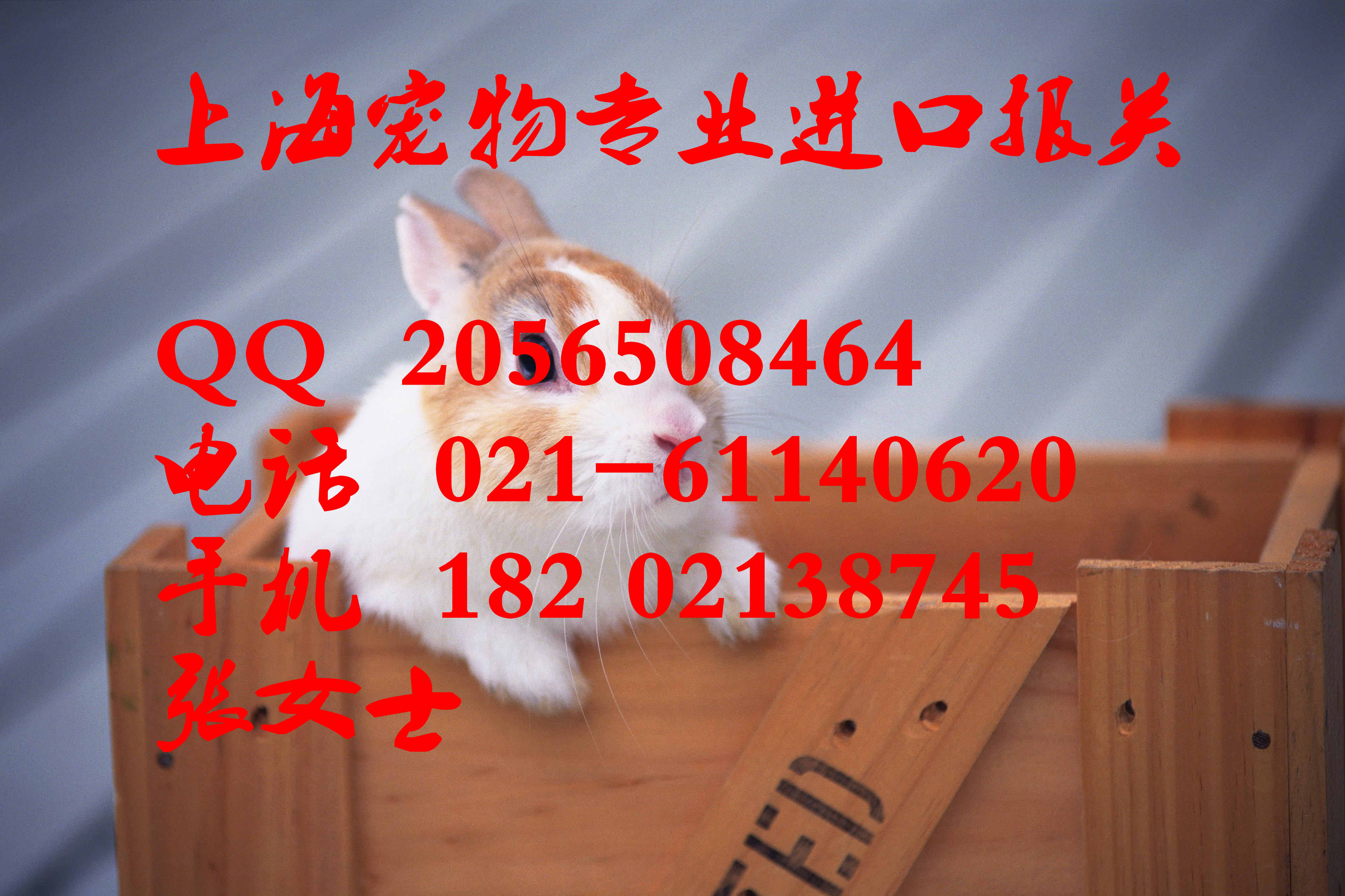 專業(yè)代理寵物進口上海報關(guān)圖片