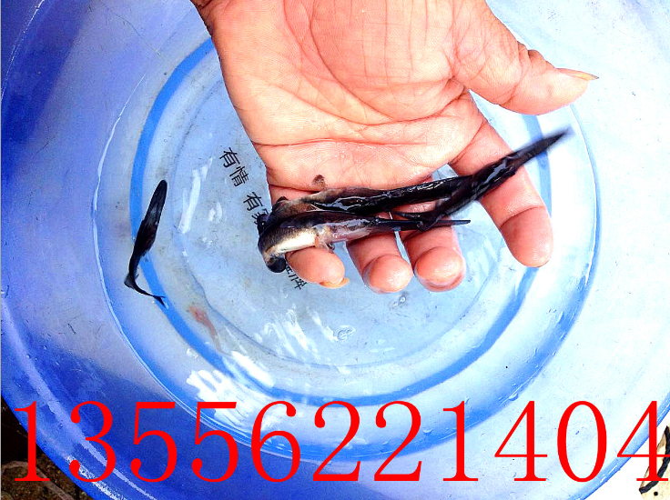 供應(yīng)優(yōu)質(zhì)水產(chǎn)鴨嘴魚苗 鴨嘴鱘魚 扁嘴魚批發(fā)量大