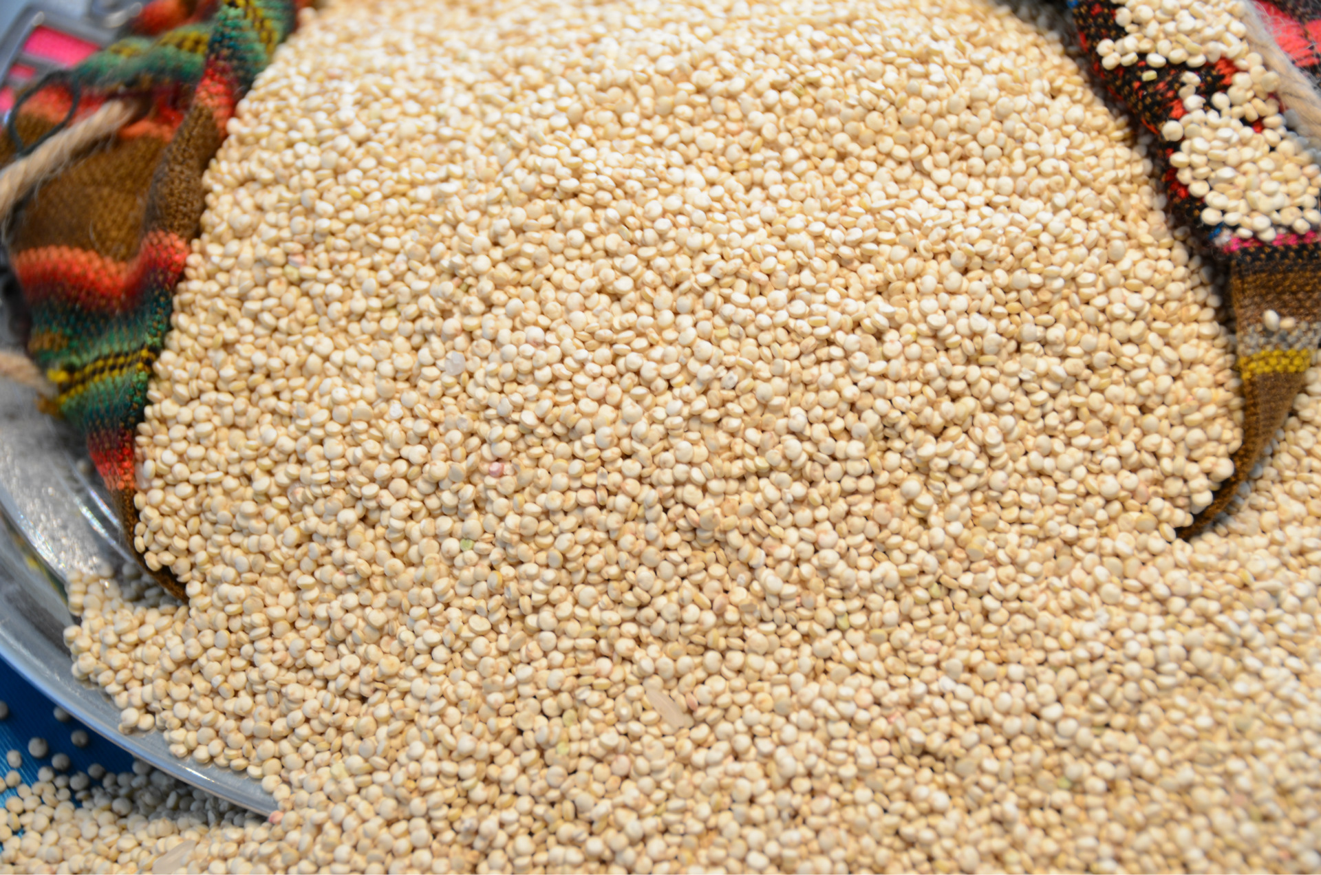 求購玉米圖片/求購玉米樣板圖 (2)