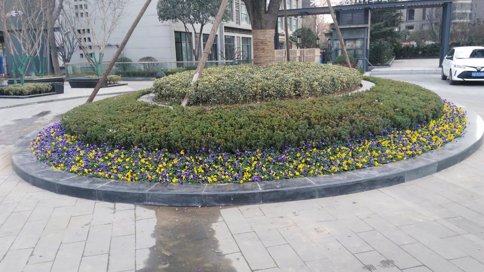 西安廣場花壇草花出售，基地自產(chǎn)自銷，量大從優(yōu)