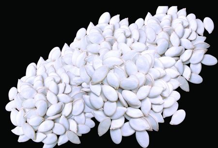 大量收購西葫蘆籽，報廢西葫蘆籽，西葫蘆籽價格，出售西葫蘆籽