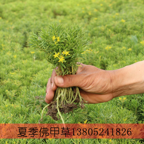 佛甲草|佛甲草圖片|佛甲草價(jià)格