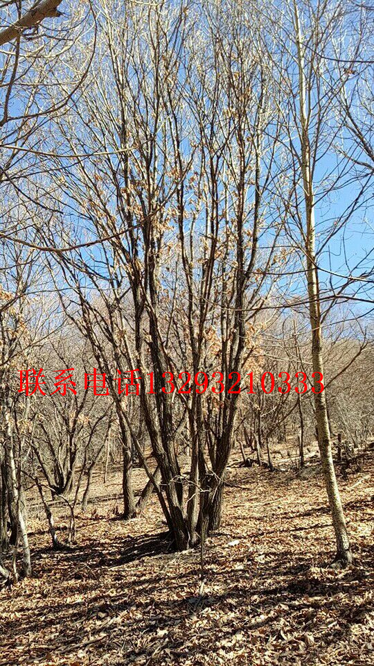 供應(yīng)2015北京優(yōu)質(zhì)蒙古櫟訂購(gòu)，供應(yīng)蒙古櫟哪家好，優(yōu)質(zhì)蒙古櫟便宜出售，