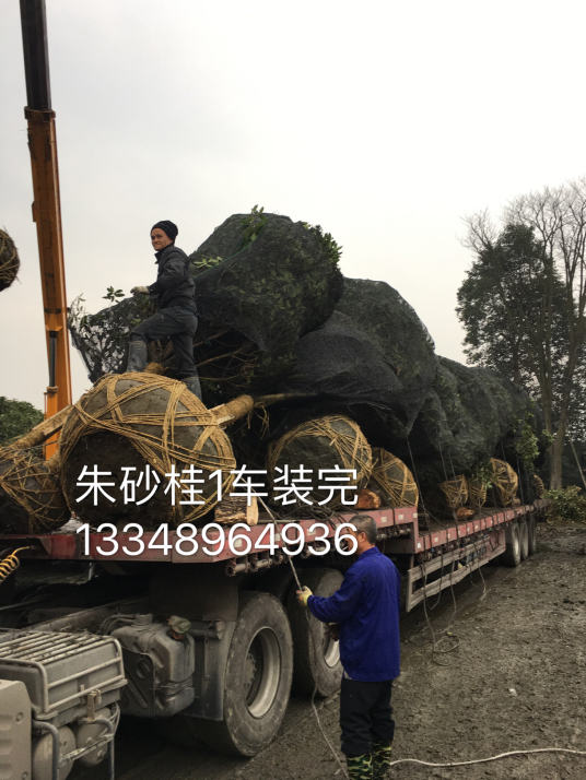3公分10公分15公分丹桂供應(yīng)圖片/3公分10公分15公分丹桂供應(yīng)樣板圖 (2)