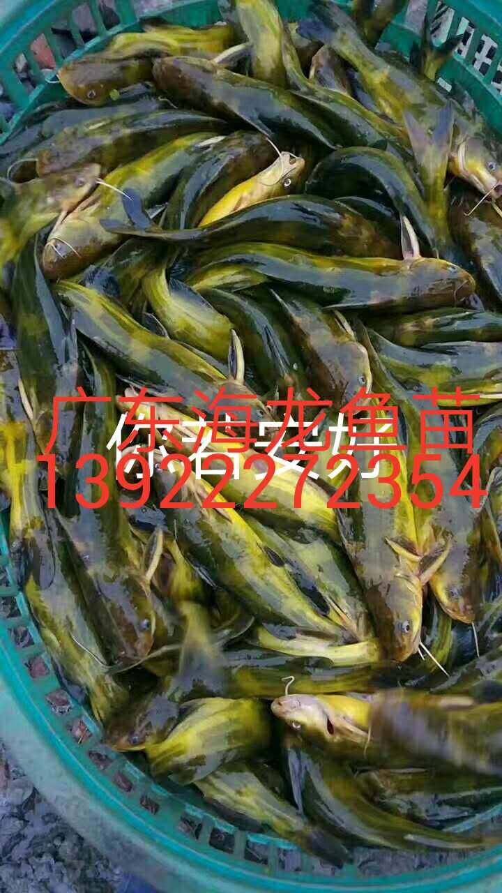 黃顙魚圖片/黃顙魚樣板圖 (2)