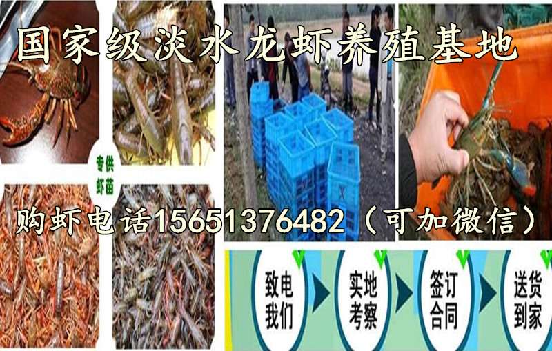 小龙虾苗批发  虾苗报价 浙江小龙虾苗批发  虾苗报价