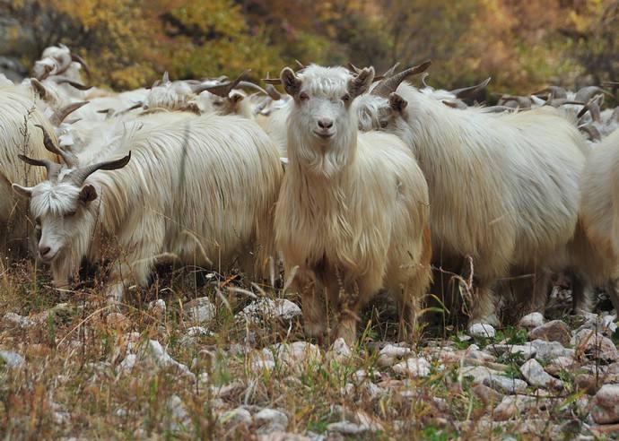 四川絨山羊價格 四川絨山羊批發(fā) 四川絨山羊哪家好 四川絨山羊養(yǎng)殖