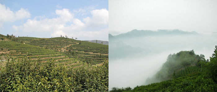 富阳茶叶种植基地