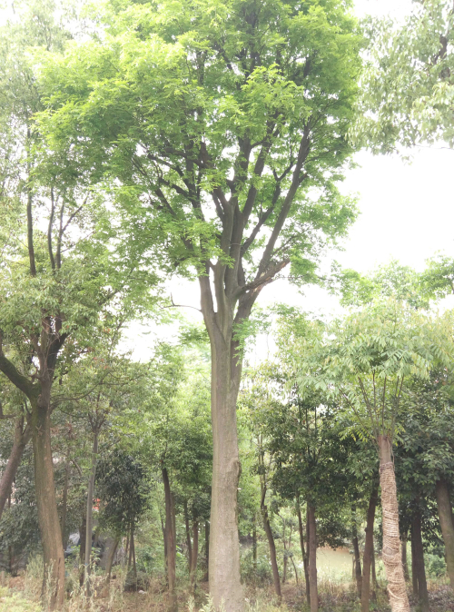 移植樸樹圖片/移植樸樹樣板圖 (3)