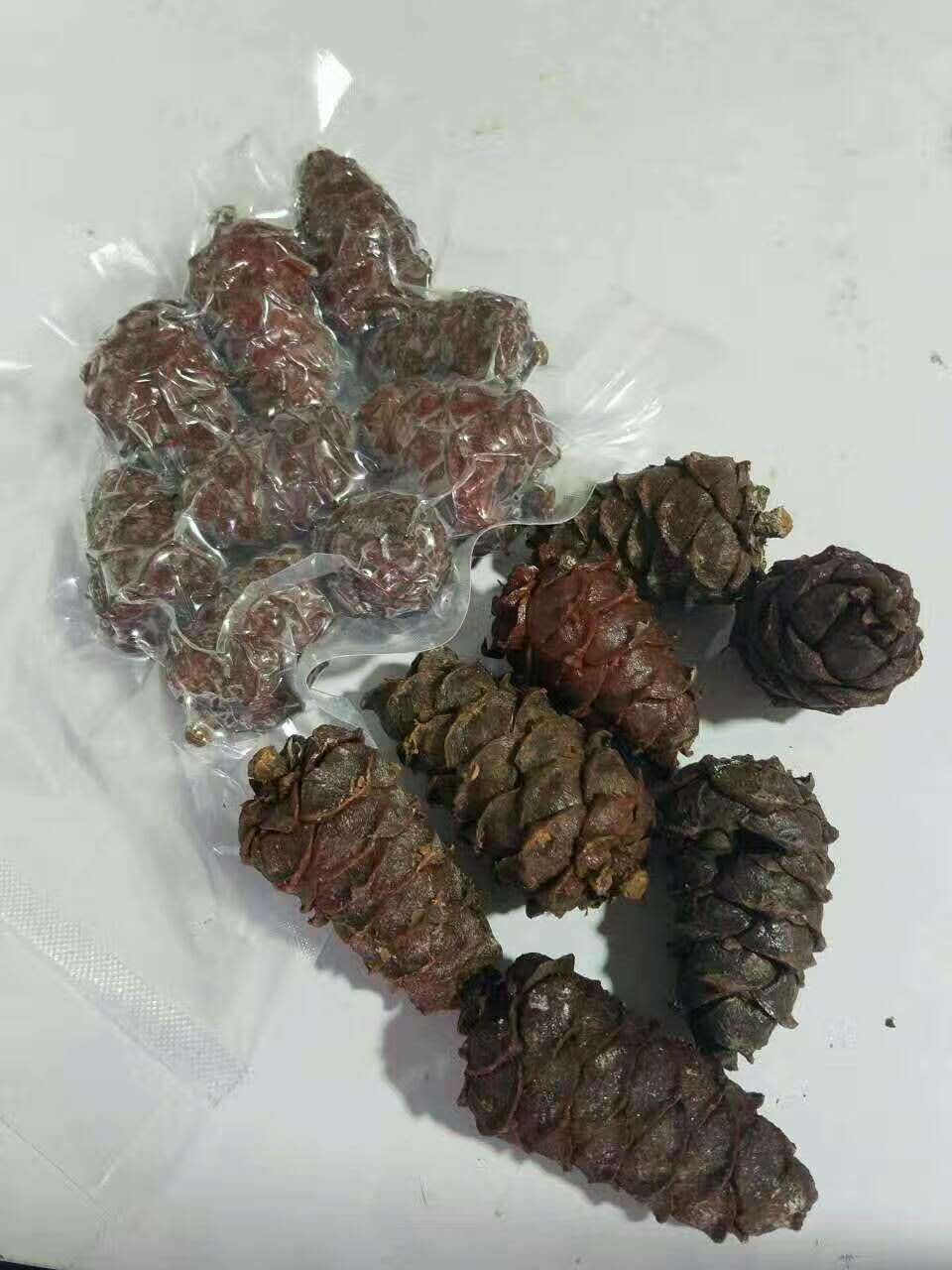 偃松松子圖片/偃松松子樣板圖 (1)