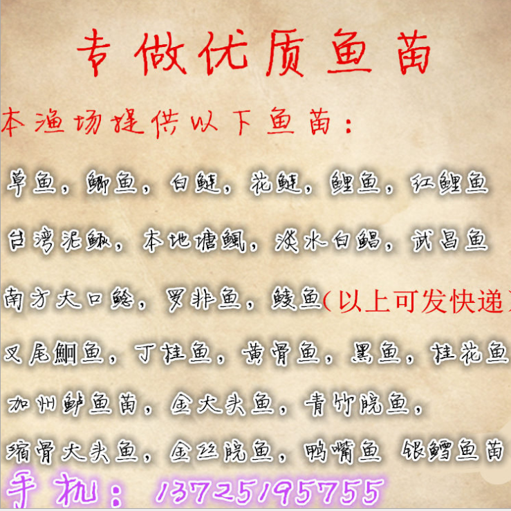 大頭魚苗圖片/大頭魚苗樣板圖 (4)
