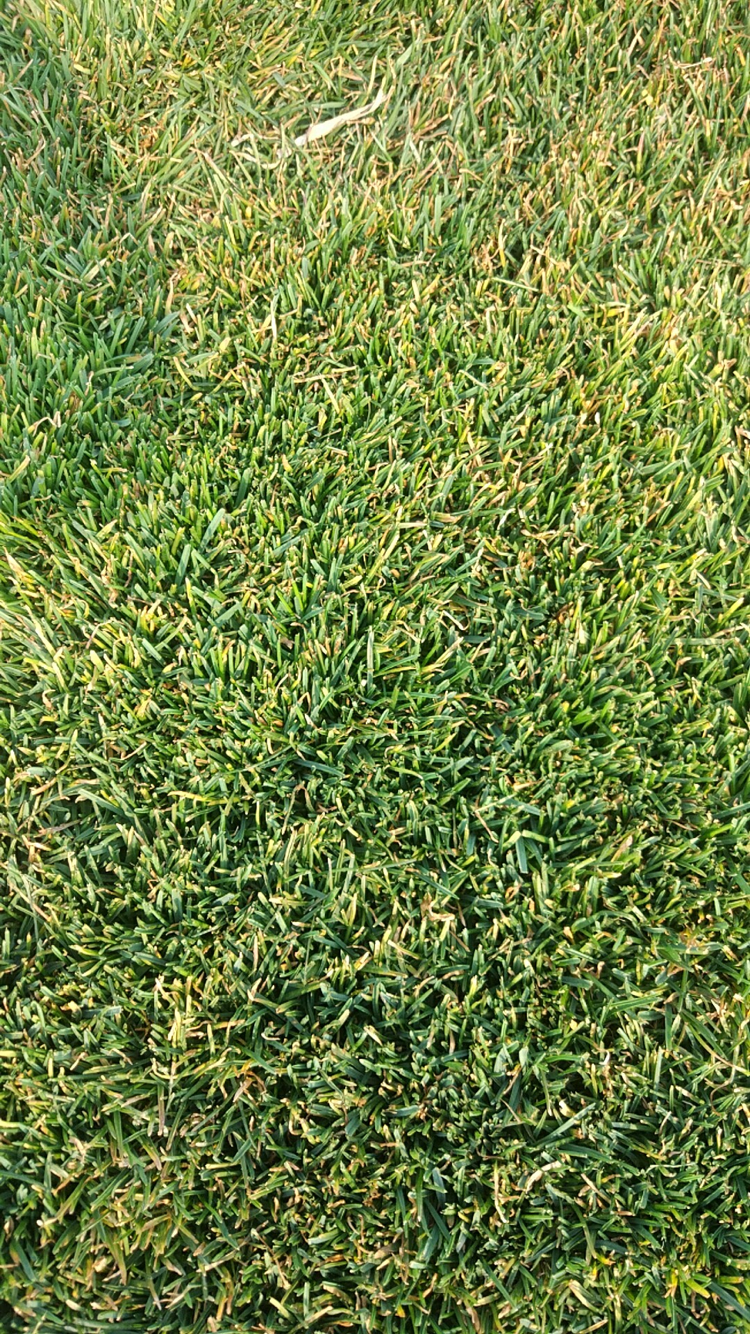 山東草坪四季青圖片