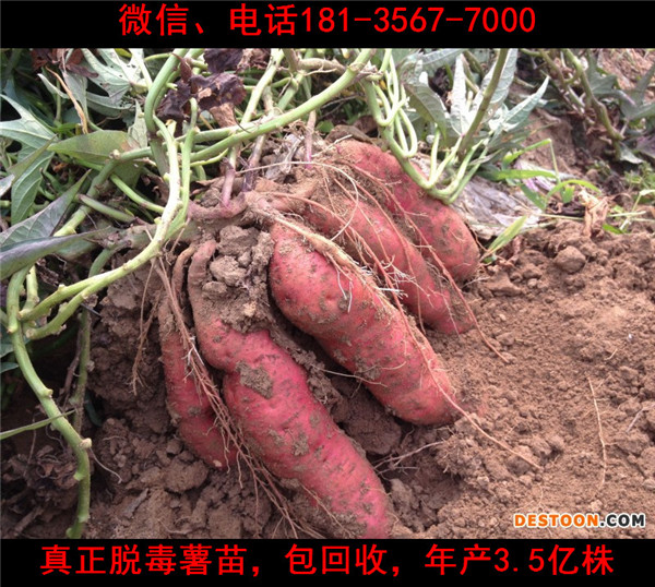 洛陽(yáng)高產(chǎn)紅薯苗圖片/洛陽(yáng)高產(chǎn)紅薯苗樣板圖 (1)