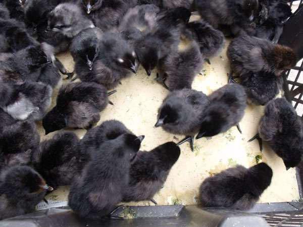 綠殼蛋雞苗圖片