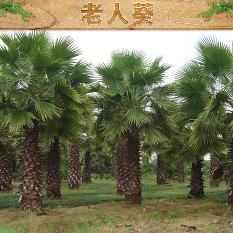 老人葵圖片/老人葵樣板圖 (3)