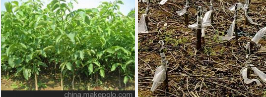 重慶武隆核桃苗圖片/重慶武隆核桃苗樣板圖 (4)