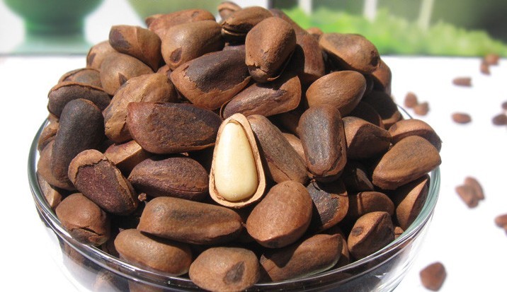 野生松子圖片/野生松子樣板圖 (4)