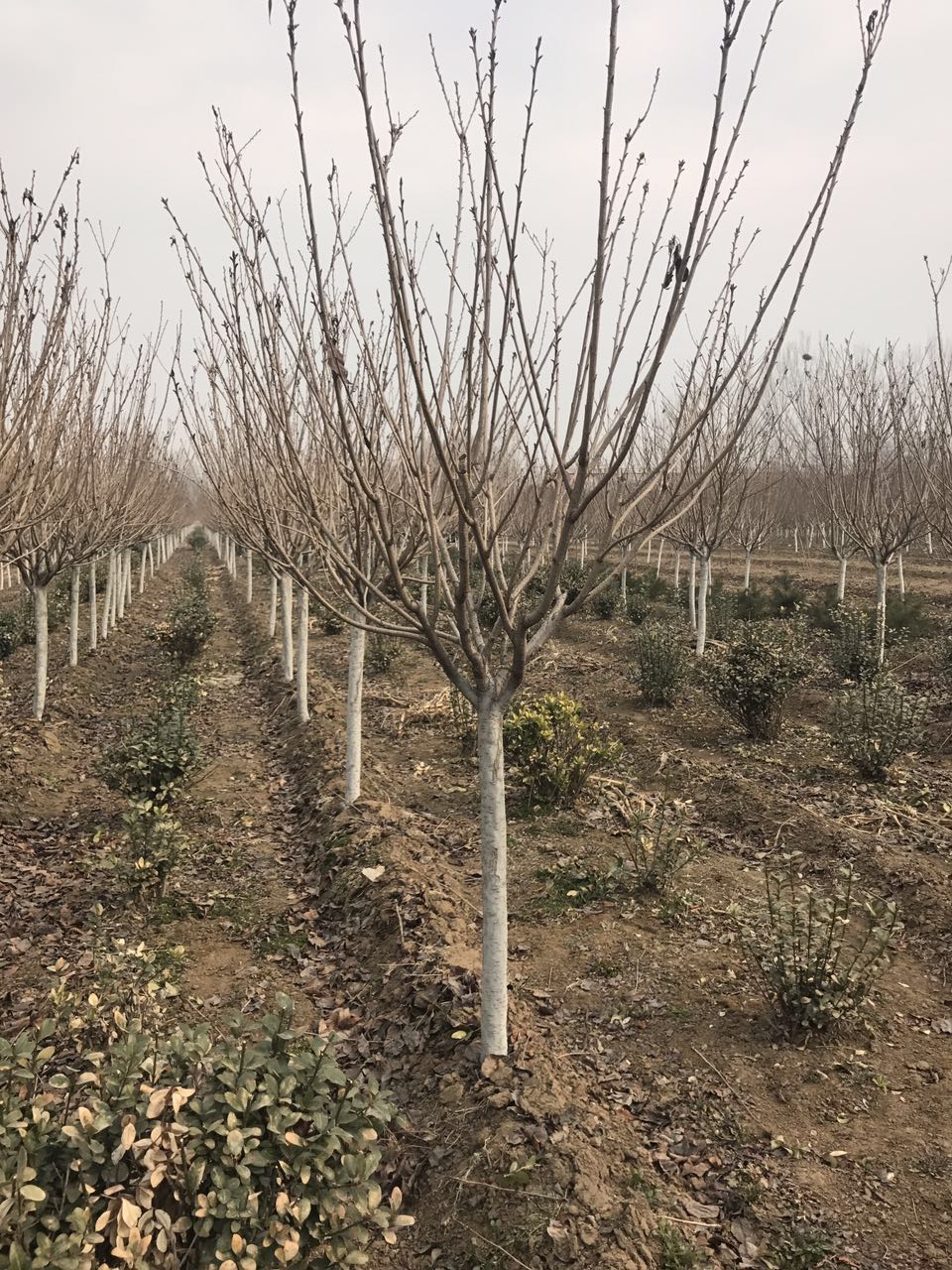 櫻花苗圖片/櫻花苗樣板圖 (4)
