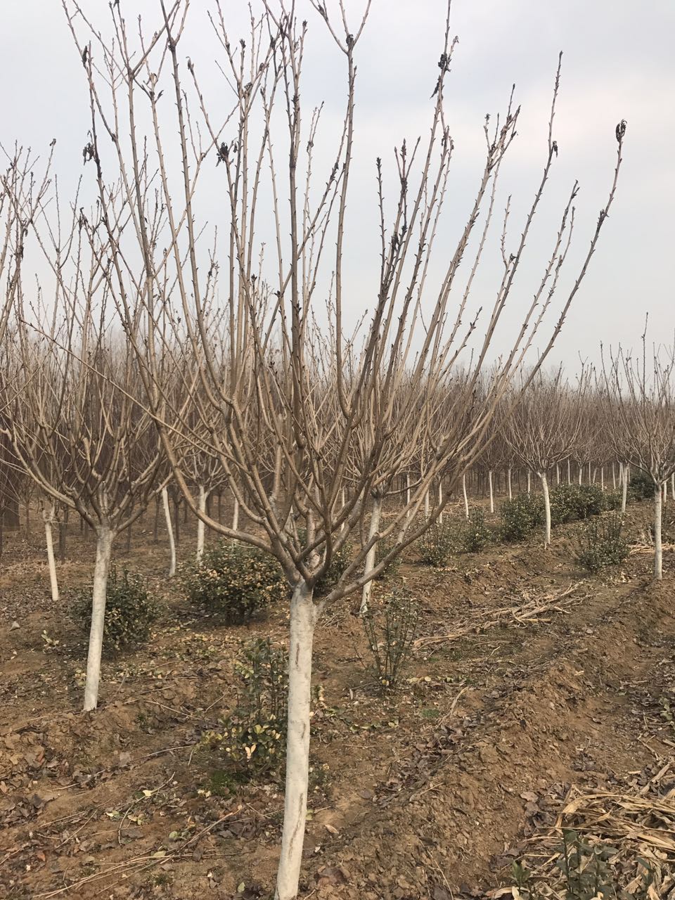 山東櫻花圖片/山東櫻花樣板圖 (4)