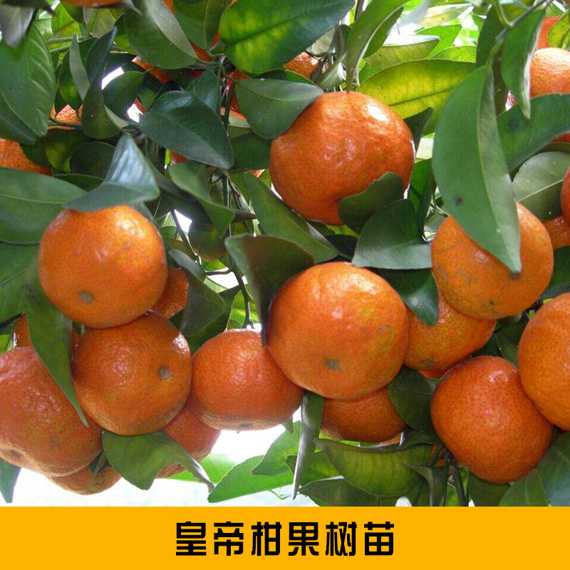 皇帝柑果树苗