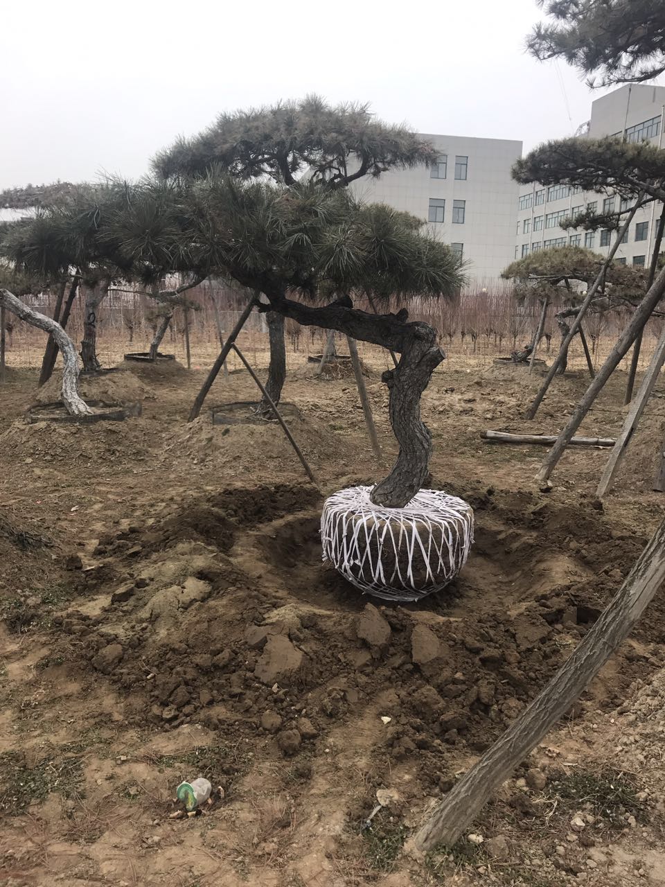 油松圖片/油松樣板圖 (3)