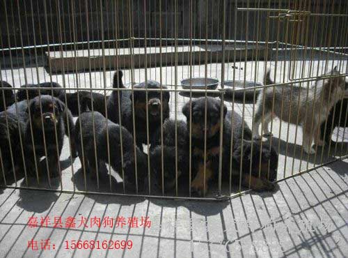 肉狗苗價(jià)格圖片/肉狗苗價(jià)格樣板圖 (2)