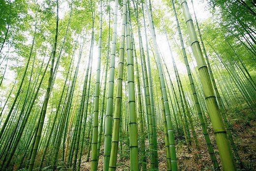 楠竹家具你不知道的那點(diǎn)事圖片