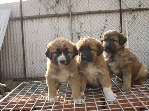 肉狗苗價(jià)格圖片/肉狗苗價(jià)格樣板圖 (4)