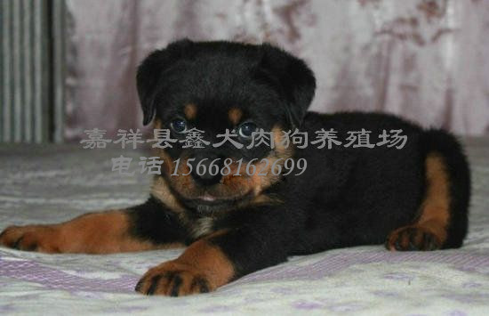 肉狗養(yǎng)殖技術(shù)圖片