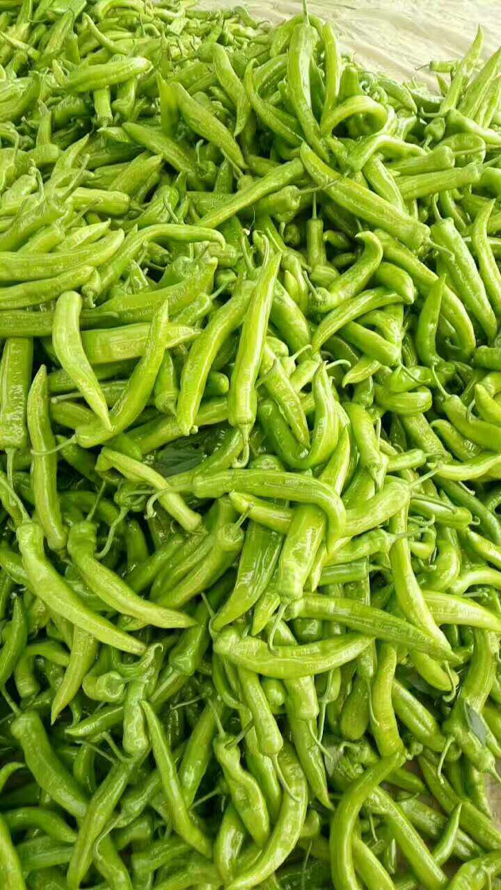 尖椒特賣 山東尖椒 聊城尖椒 尖椒批發(fā) 尖椒特賣報價 尖椒批發(fā)價 尖椒種類