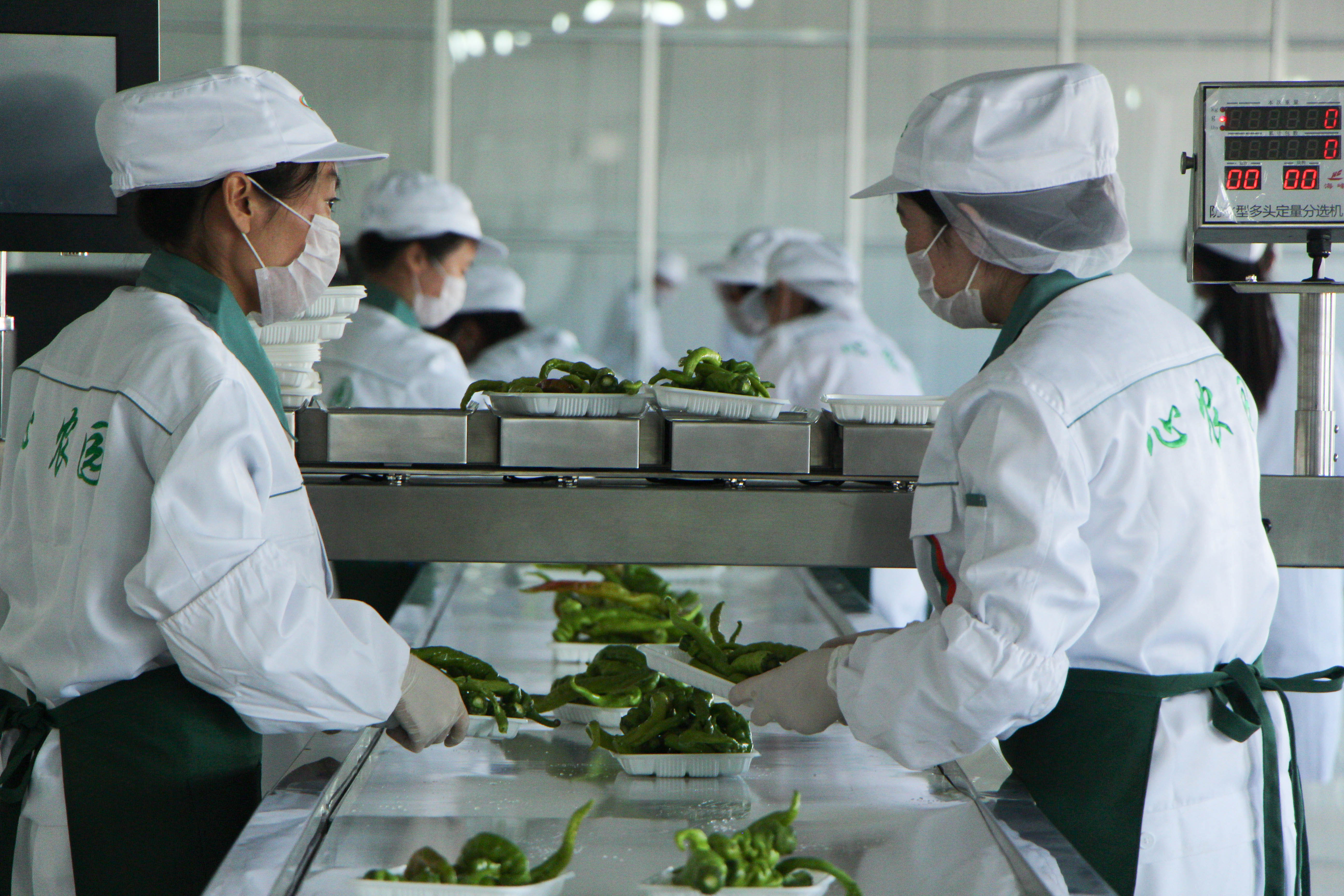 有機(jī)蔬菜圖片/有機(jī)蔬菜樣板圖 (4)